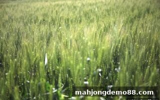 PK10新手必看：注册优惠全解析与充值异常速解指南（麻将胡了试玩实测）