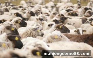 麻将胡了试玩：体育即时比分回放功能全流程解析与轮盘联动技巧